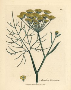 Yellow flowered fennel, Anethum foeniculum