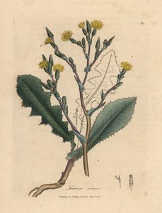 Yellow flowered wild lettuce, Lactuca virosa