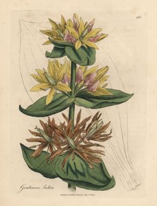 Yellow gentian, Gentiana lutea