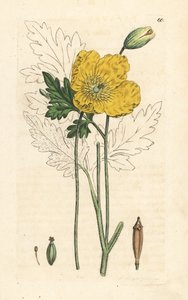 Yellow or Welsh Poppy, Papaver Cambricum (Yellow Poppy) by James Sowerby