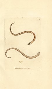 Young smooth snake, Coronella austriaca by James Sowerby