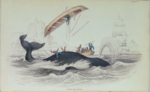 Greenland Whale, book illustration engraved by William Home Lizars by James Stewart