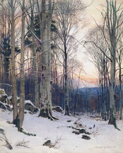 Twilight, Beech Woods