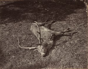 The Royal Stag