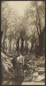 Massa - Olive Grove by James W. Holcombe