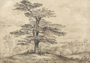 A Cedar on a Rise with a Herd of Deer Grouped Beneath its Shade