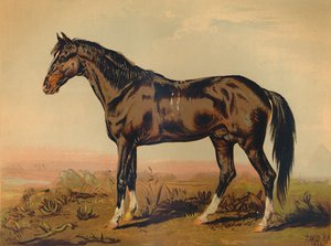 A Dongola Horse