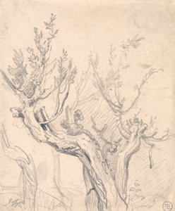 A Gnarled Tree