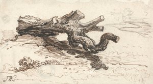 A Tree Trunk on the Ground