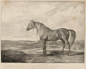 Copenhagen The Horse rode by the Duke of Wellington at the Battle of Waterloo, was bred by General Grosvenor, c.1824