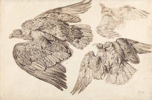 Eagles by James Ward