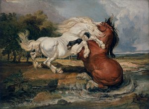 Fighting Horses