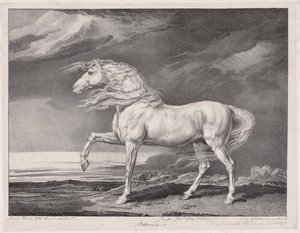 Fourteen Celebrated Horses: Adonis