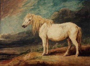 Shetland Pony