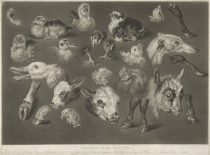 Studies from Nature by James Ward