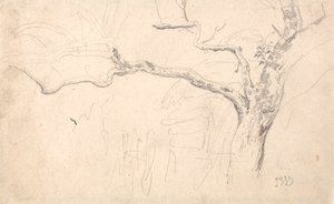 Tree Study