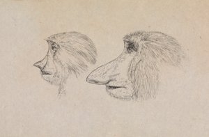 Heads of Two Proboscis Monkeys