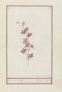 Larkspur (Consolida) by Jan Anton Garemyn