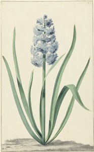 The Blue Hyacinth Franciscus Primus