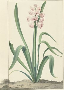 The Pink Hyacinth Rex Rubrorum