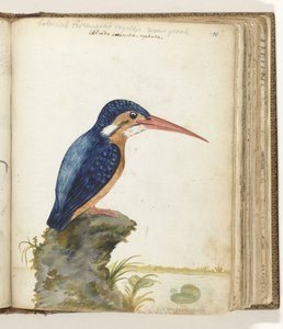 Blue-eared Kingfisher