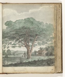 Tree in Ceylon by Jan Brandes