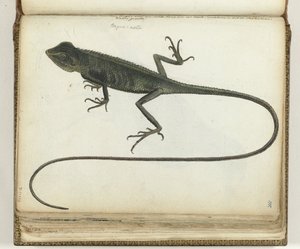 Tree Lizard