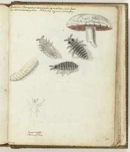 Mushroom Worms