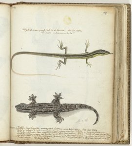 Lizard and Gecko by Jan Brandes
