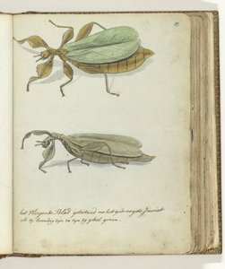The Flying Leaf by Jan Brandes