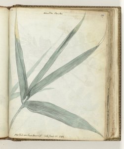 The Leaf of Bamboo Reed by Jan Brandes