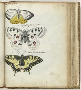 Indian Butterfly and Swedish Butterflies by Jan Brandes