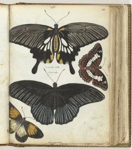 Indian Butterflies by Jan Brandes