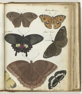 Indian Butterflies by Jan Brandes