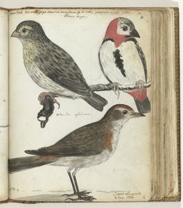 Cape Birds