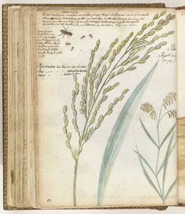Ants and Rice