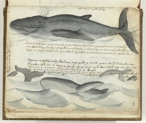 North Atlantic Right Whales by Jan Brandes