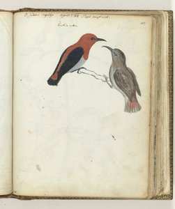 East Indian Bird