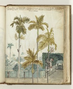 Betel Nut Trees at Estate by Jan Brandes