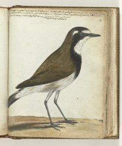 Sheep Bird or Cape Nightingale by Jan Brandes