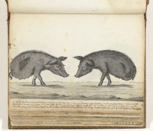 Pigs Without Hind Legs
