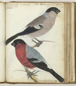 Finches