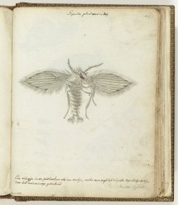 Fly by Jan Brandes