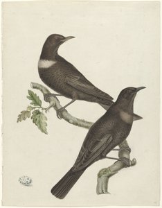 Two Ring Ouzels (Purdus torquatus) with an Egg by Jan Christiaan Sepp (possibly)