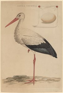 The White Stork