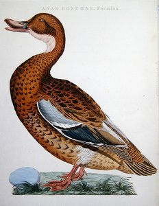 Mallard