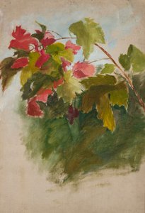 Grape Leaves