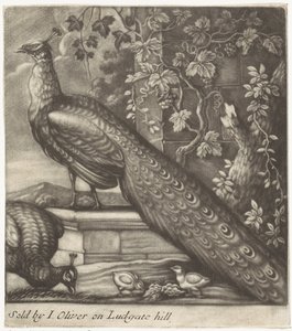 Peacocks by Jan Griffier (I)