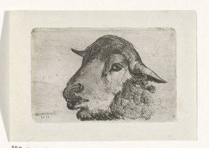 Sheep