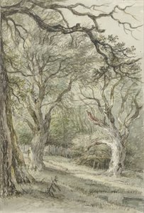 Forest View by Jan Hulswit